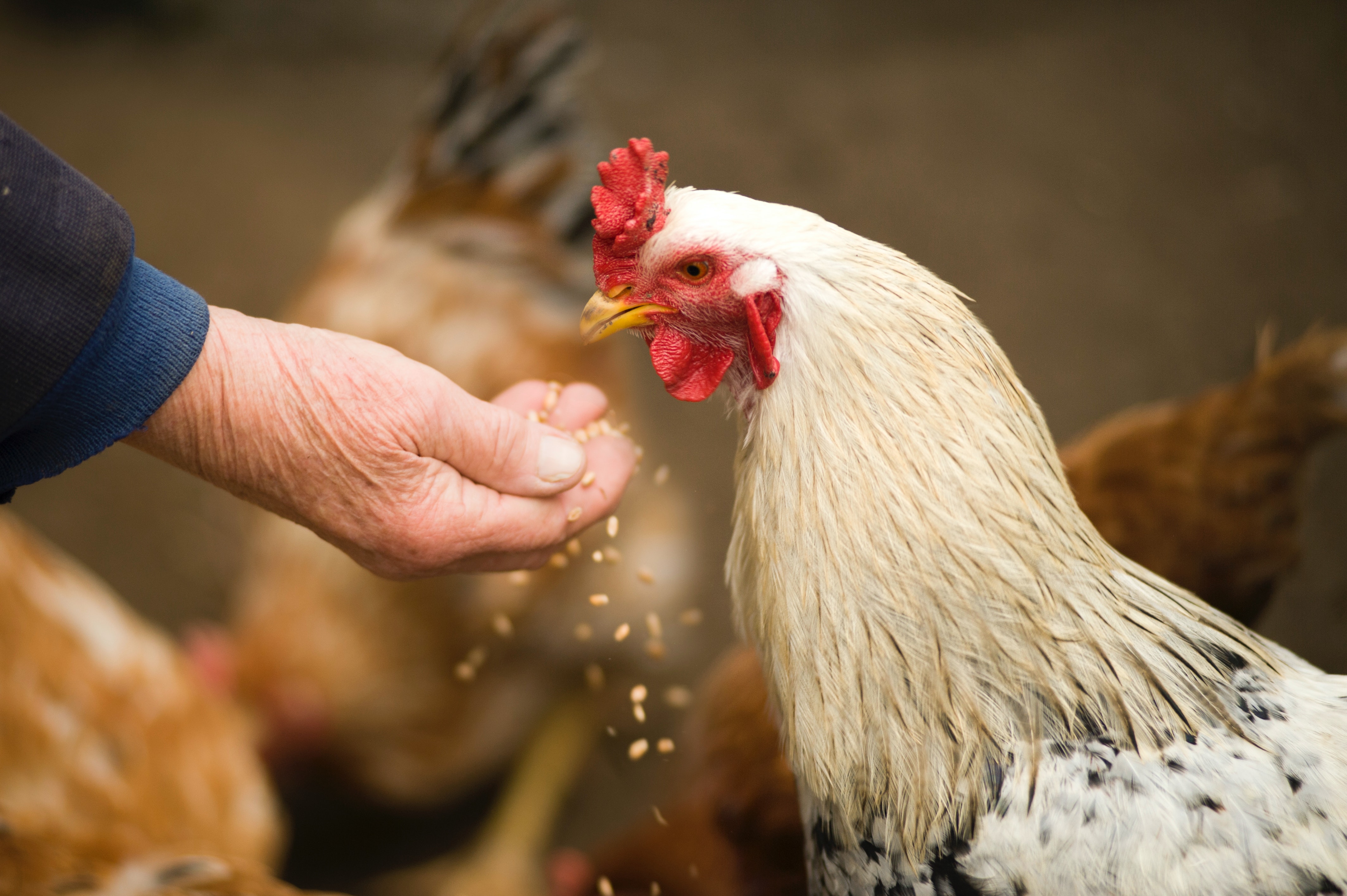 A chicken being hand fed. 