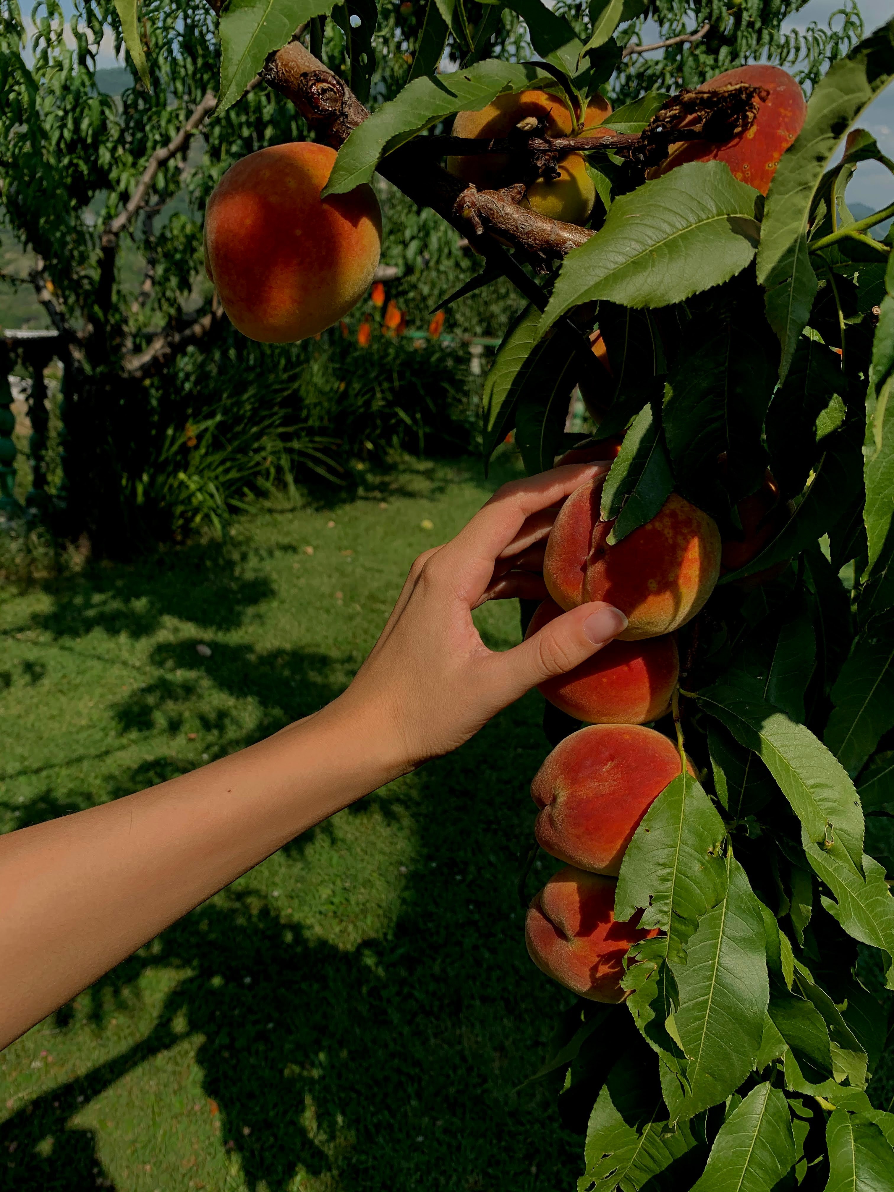 Peaches on a tree. 