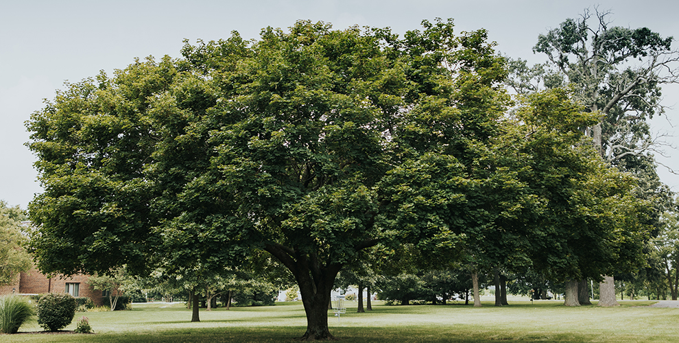 A wide green tree on the campus grass at Rosedale Bible College